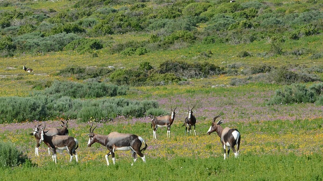la meravigliosa fioritura di primavera nel nord ovest del sudafrica