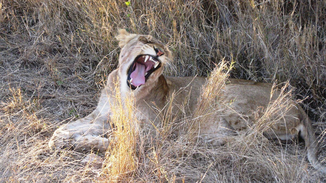 dal kruger a cape town