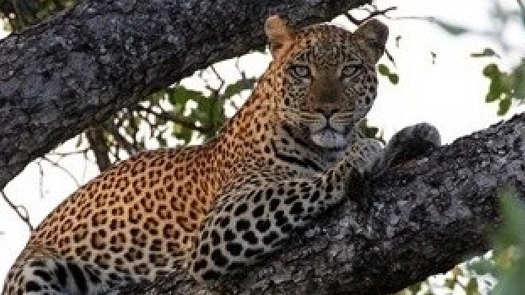 ragazzi del cosmo in sudafrica