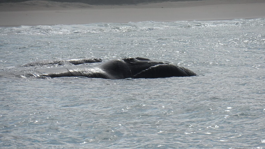 sudafrica tra natura e balene