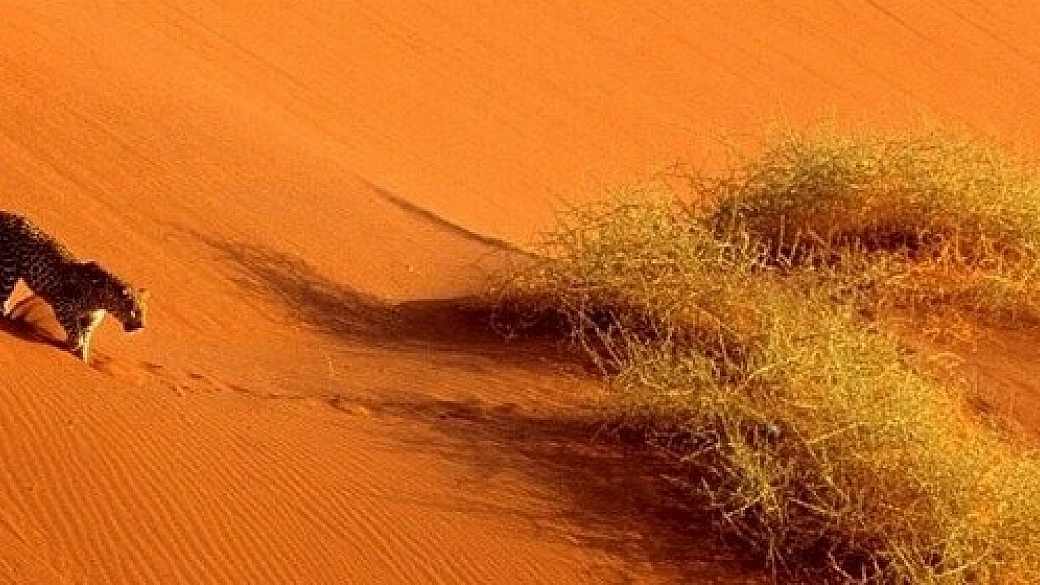 finalmente il kgalagadi