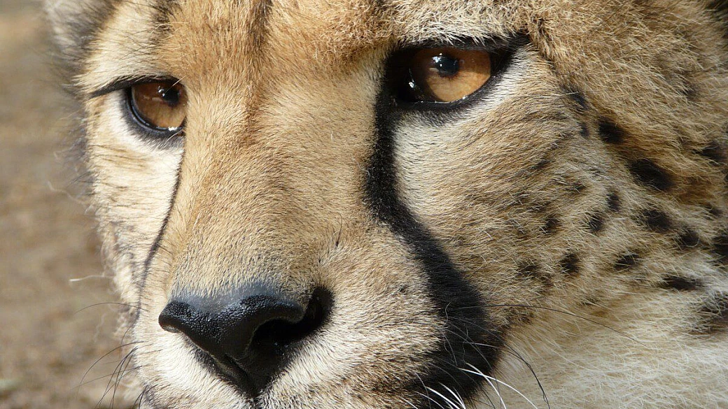 sudafrica: quando la natura chiama..