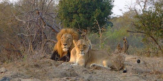 bellissima coppia di leoni