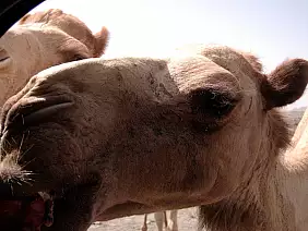 sultanate-of-muscat-and-oman-1832k