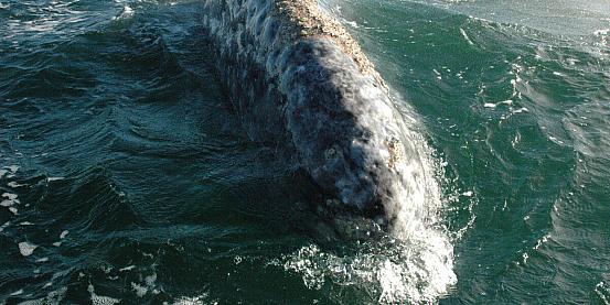 balena grigia