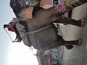 taj-mahal-india-78mzx