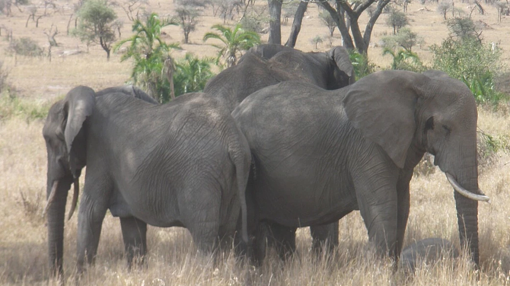 asante sana, tanzania