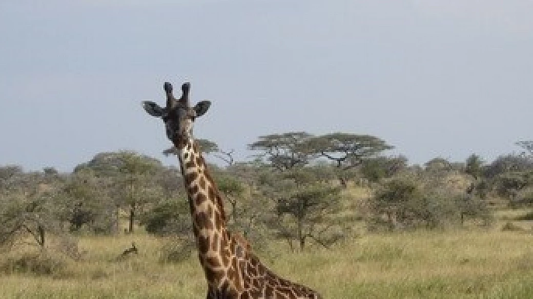 my sweet africa - ritorno in tanzania