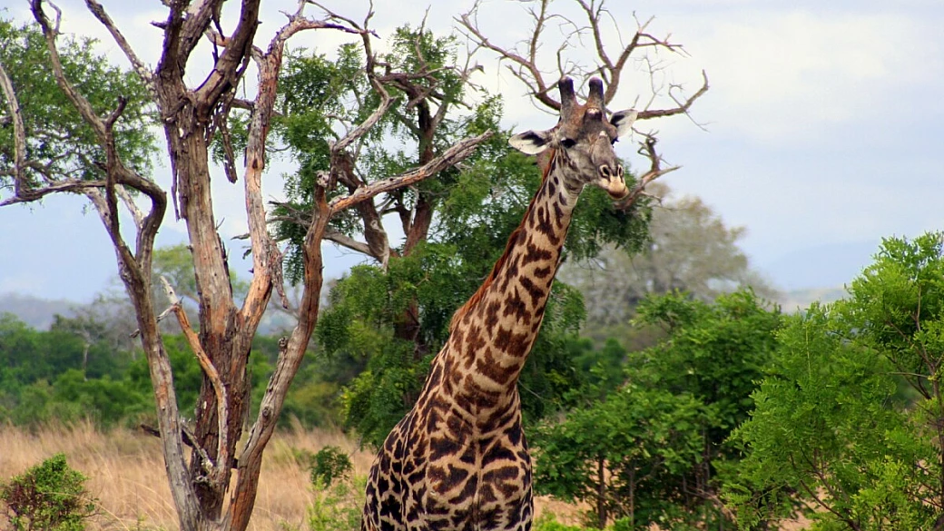 i parchi della tanzania