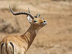 impala 2