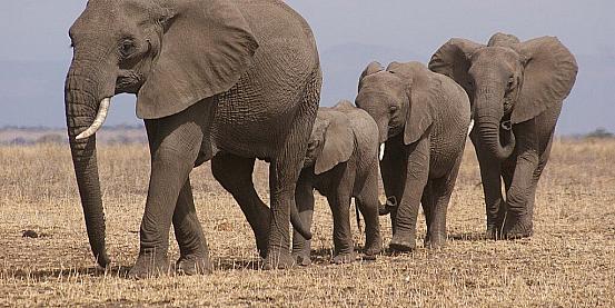 famiglia di elefanti