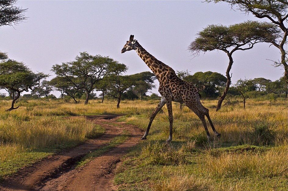 vai giraffa