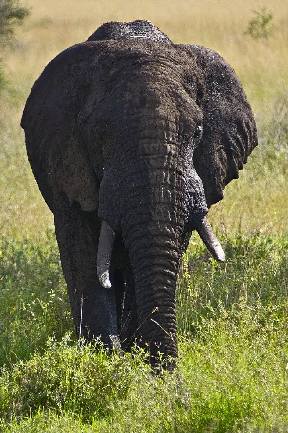 elefante 13