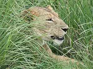 safari in tanzania…la natura al potere!!!
