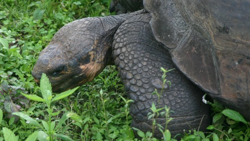 tarta club italia presenta: cronache dal madagascar