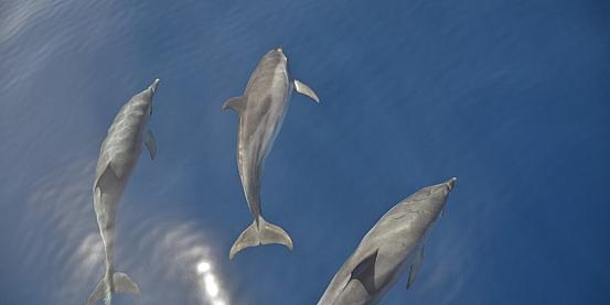 Delfini nella baia di Los Gigantes