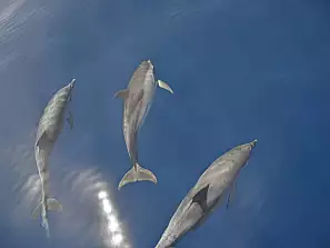 delfini nella baia di los gigantes