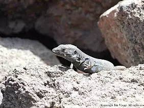 tenerife-canarie-2zeqs