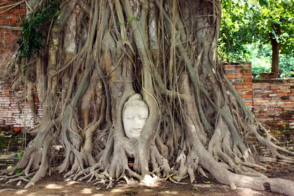 ayutthaya - wat phra mahthat - thailandia