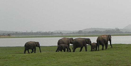 Elefanti nel Minneriya National Park