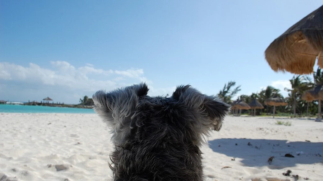 chiapas e yucatan fly & drive