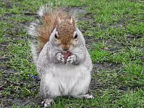 trafalgar-square-8kgqy