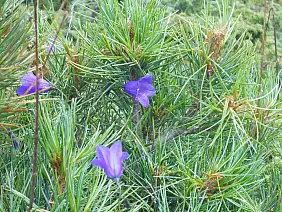 trentino-alto-adige-mkdm6