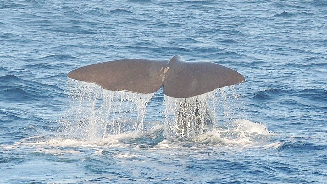 a tromso fra aurore e balene