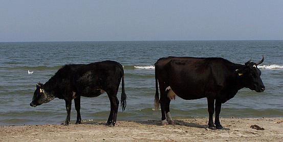 vacche sulla spiaggia