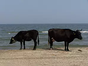 vacche sulla spiaggia