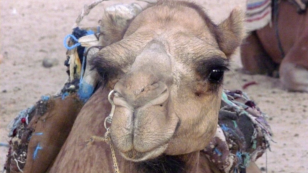 tunisia: un viaggio alla scoperta del mal d'africa