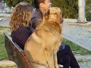 cane turco