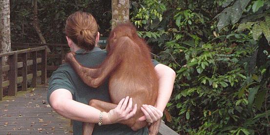 piccolo orangotango