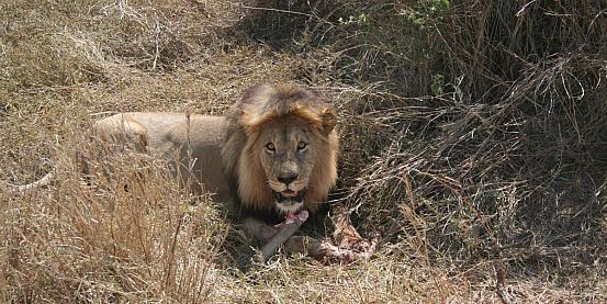 A colazione nel Serengeti