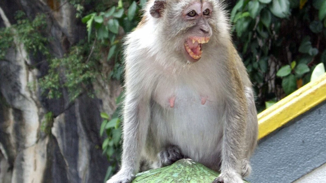 malesya... l'importante è sapere che..