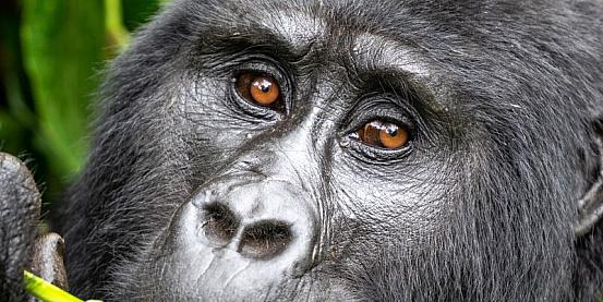 Gorilla di montagna - Bwindi Impenetrable Forest