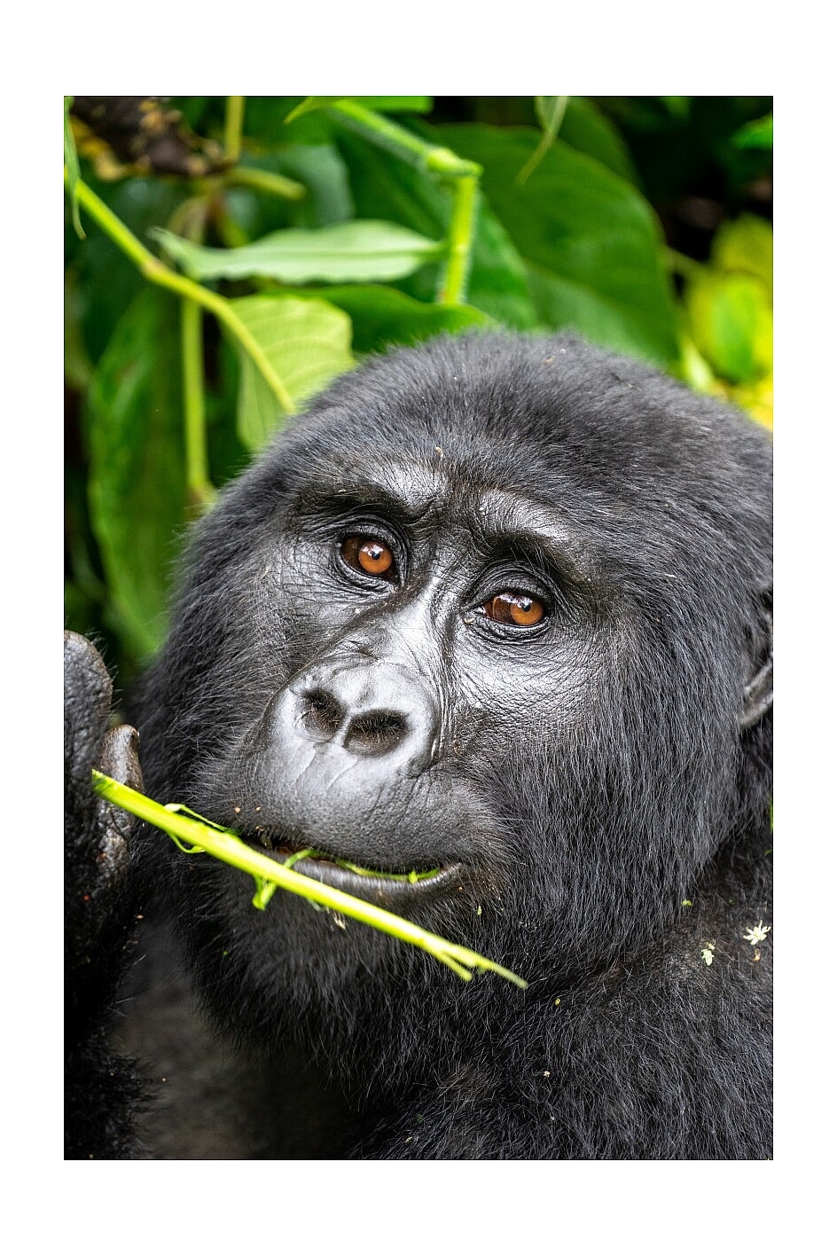 gorilla di montagna - bwindi impenetrable forest