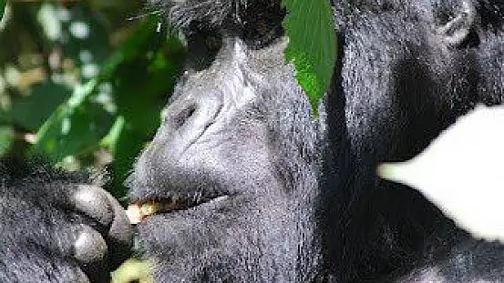 uganda, tour dei parchi e dei primati