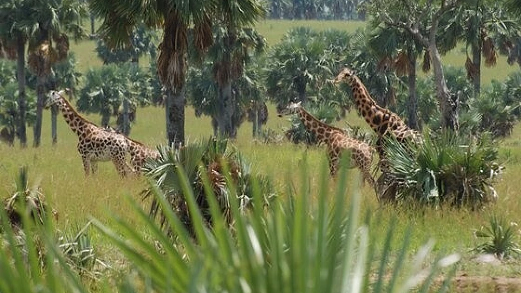 uganda la terra dell'uomo mascherato