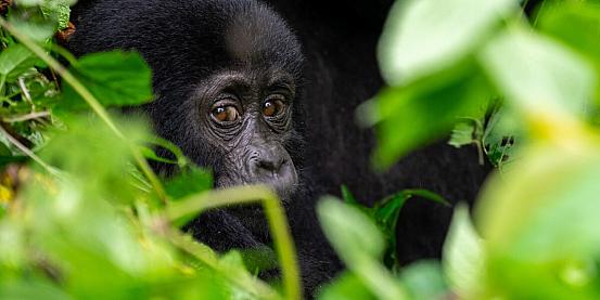 Baby gorilla - Bwindi Impenetrable Forest