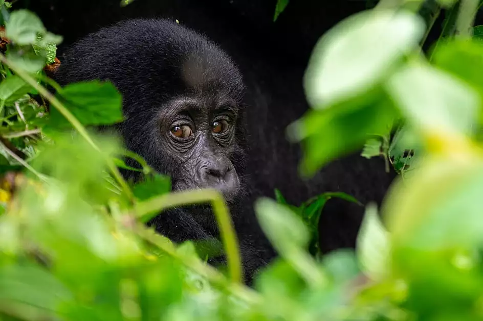 baby gorilla - bwindi impenetrable forest