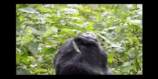 gorilla nella bwindi impenetrable forest (uganda)