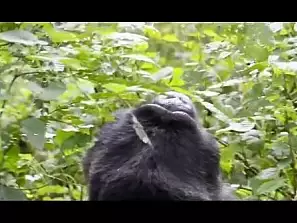 gorilla nella bwindi impenetrable forest (uganda)