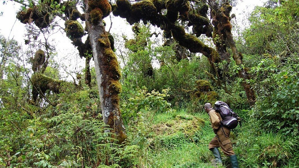 ascesa sul massiccio del rwenzori e visita ai gorilla di montagna in uganda