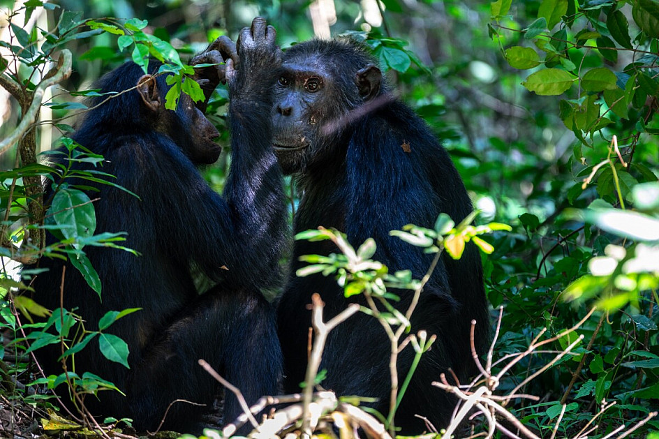 scimpanzee a kyambura gorge