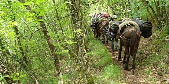 trekking in umbria con muli e cavalli