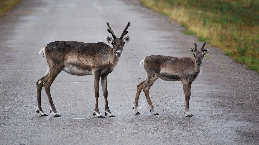 la finlandia di daniele somenzi