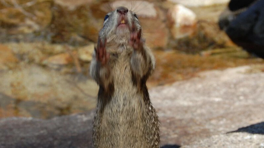 west usa - san francisco, parchi e nyc