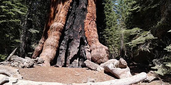 yosemite sequoia