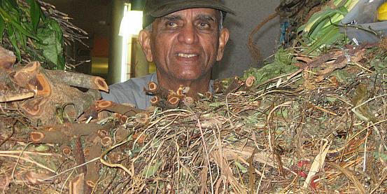 venditore di radici mauritius